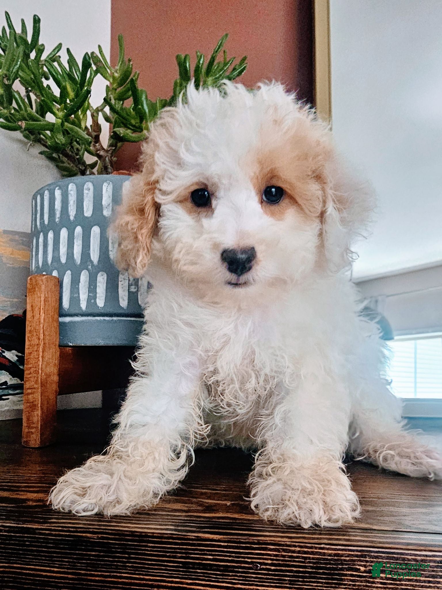 Toy Poodle dogs Key Lime - Toy Poodle - Ad 12