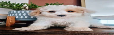 Key Lime - Toy Poodle