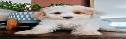 Toy Poodle dogs for sale: Key Lime - Toy Poodle - Ad 1