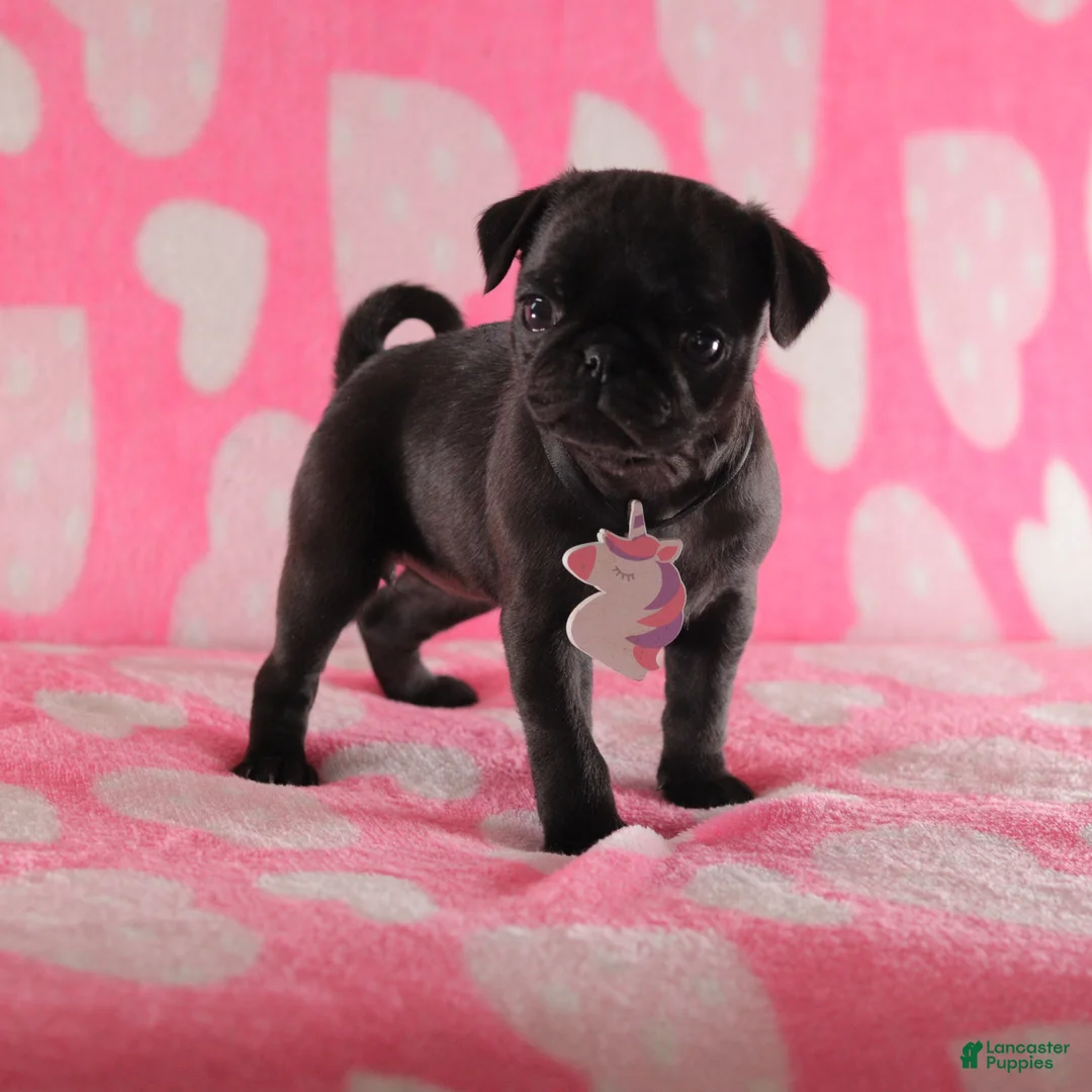 Pug dogs for sale: Lily - Ad 5