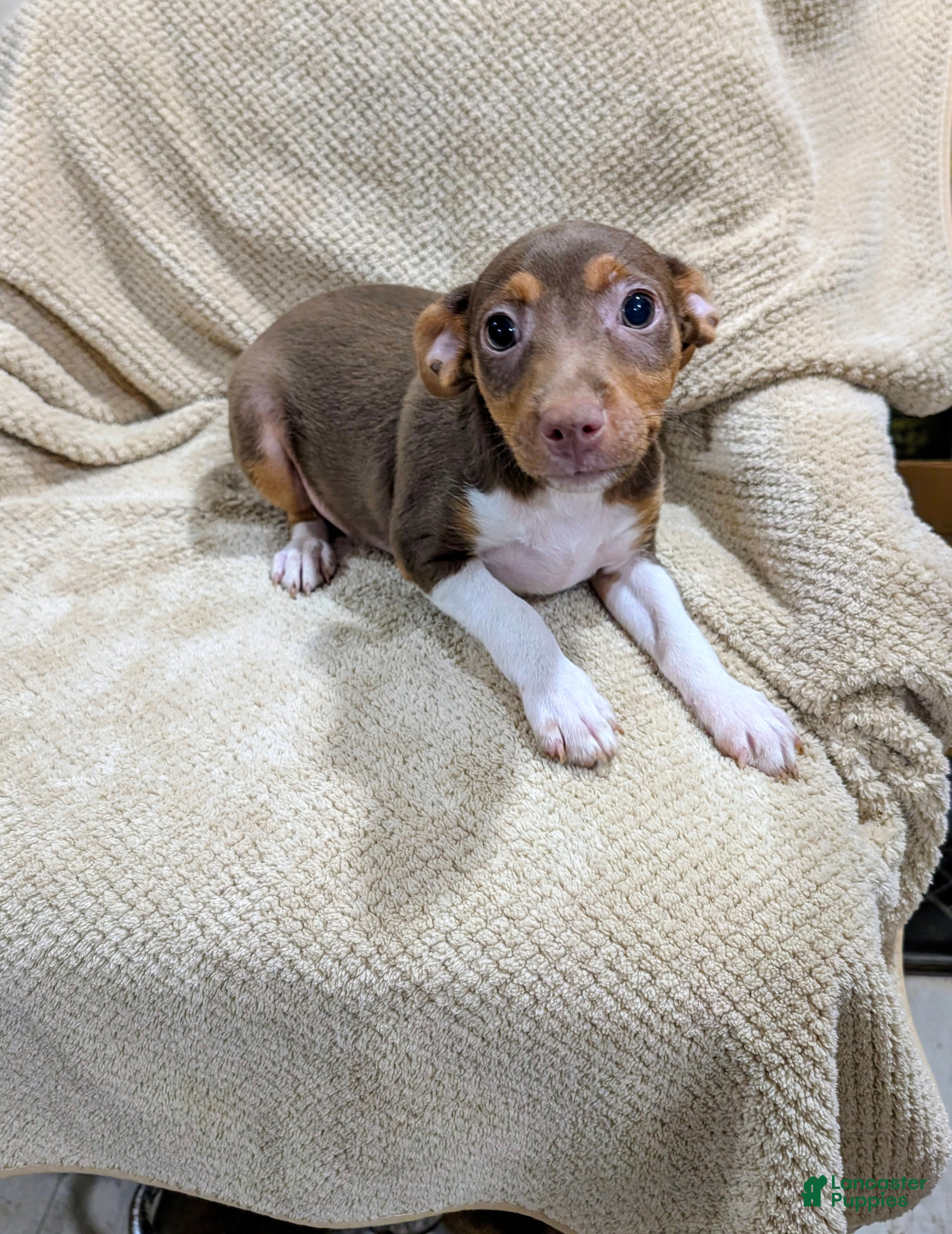 Rat Terrier dogs for sale: Jason - Mini Rat  - Ad 1