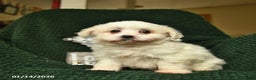 Maltese dogs for sale: Lizzy  - Ad 2