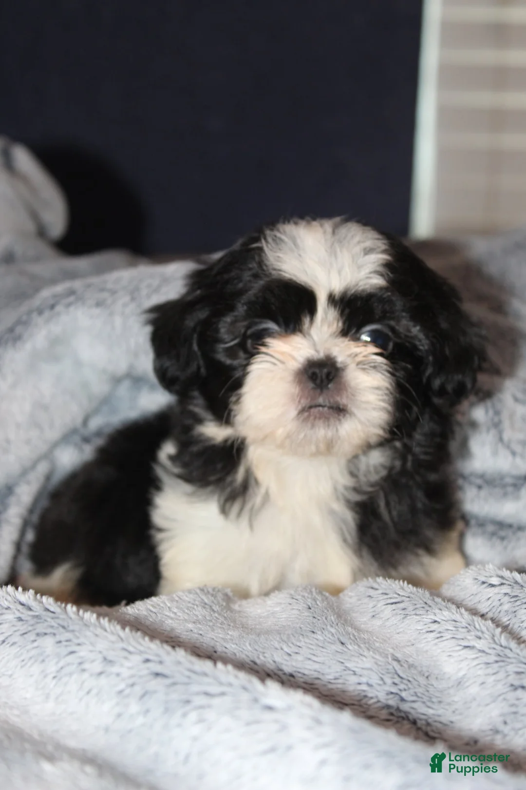 Shih Tzu dogs for sale: Simon - Ad 3