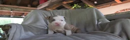 American Bully dogs for sale: Bella - Ad 5