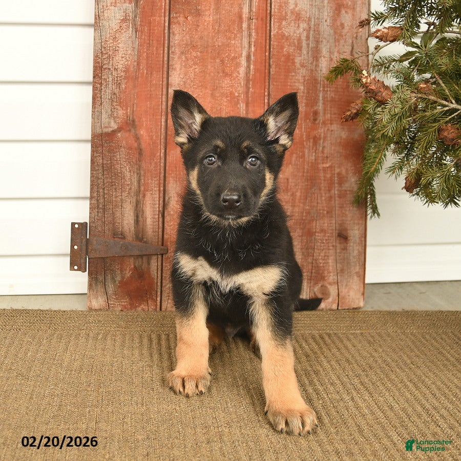 German Shepherd dogs Biscut  - Ad 2