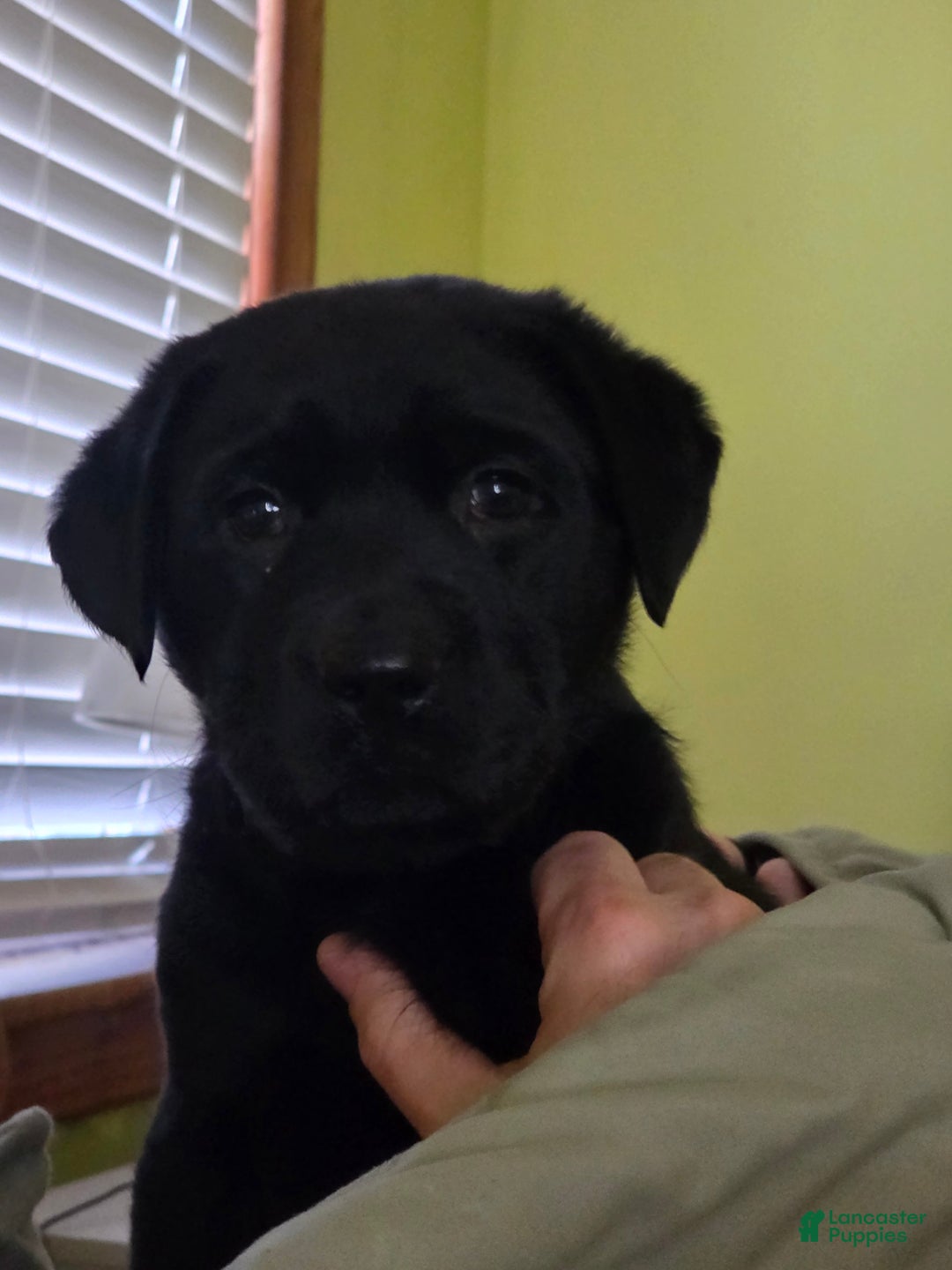 Labrador Retriever dogs for sale: Dancer - Ad 5