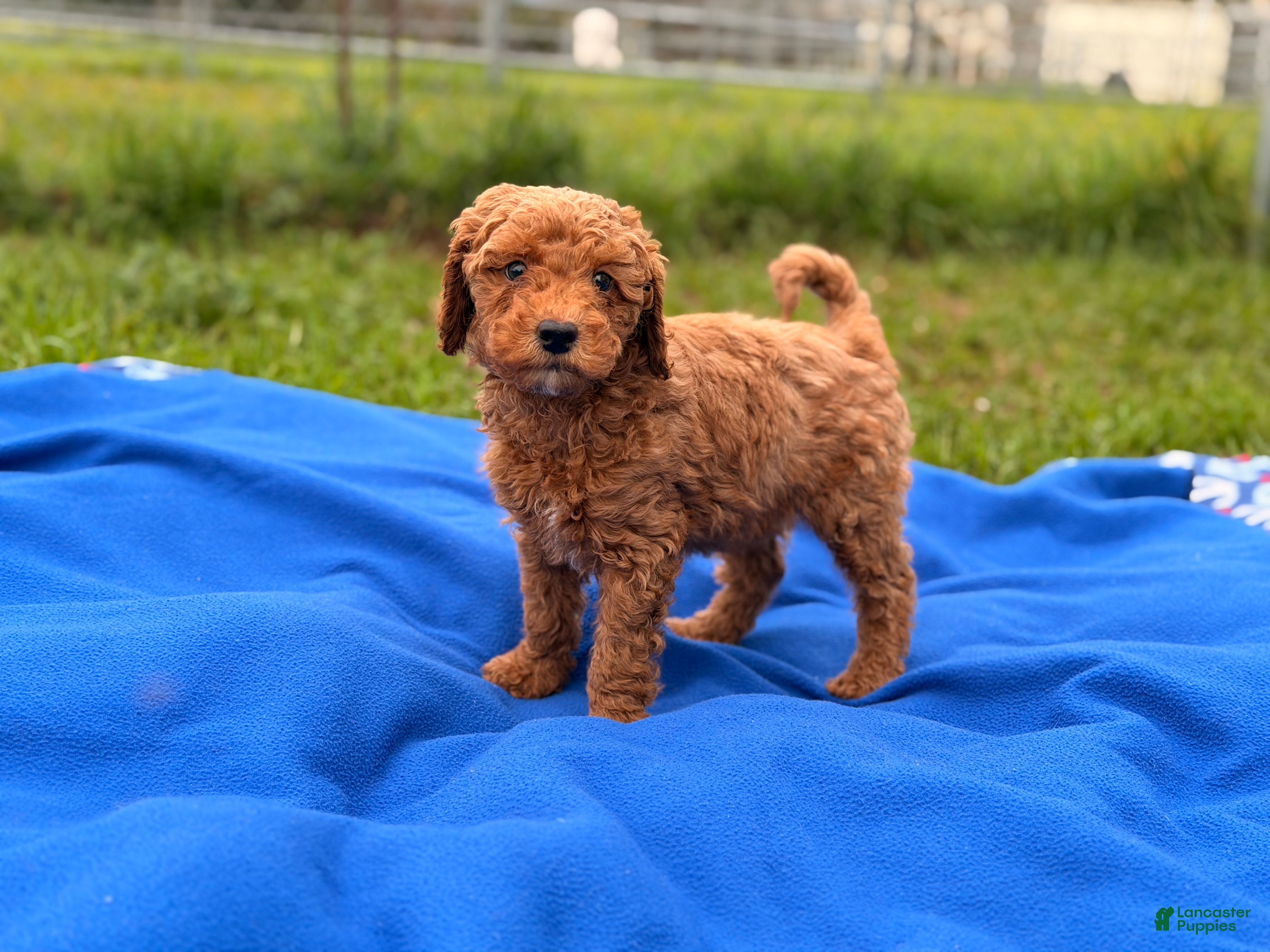 Mini Goldendoodle dogs Starlet  - Ad 4