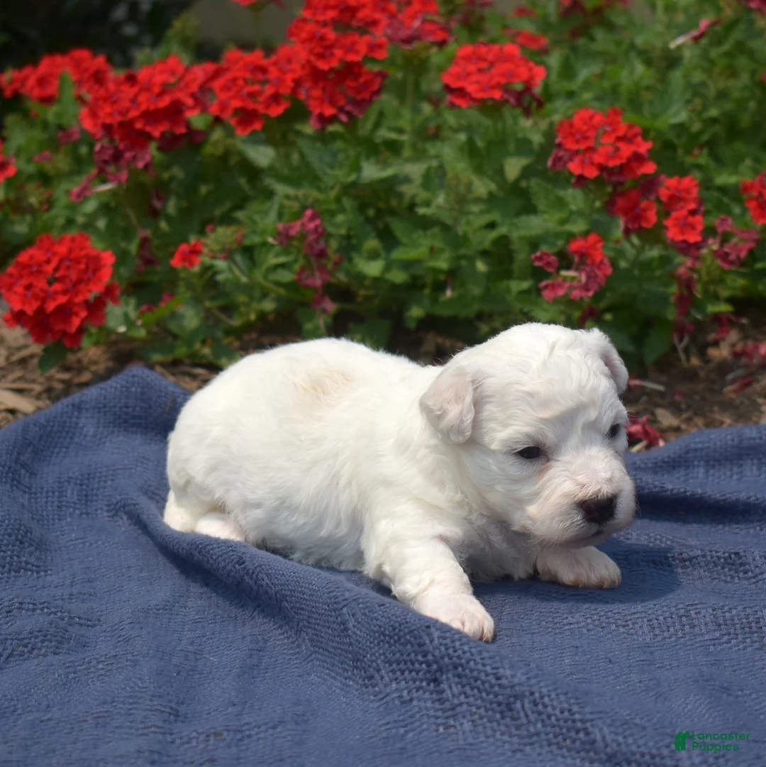 Bichon Frise dogs for sale: Snowball - Ad 6