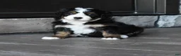 Mini Bernedoodle dogs for sale: Jodie - Ad 14
