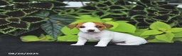 Jack Russell Terrier dogs for sale: Mia  - Ad 1