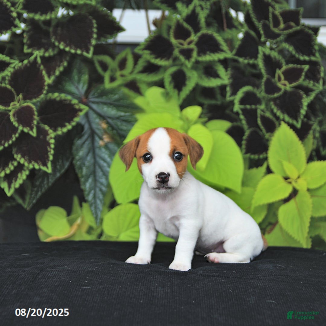 Jack Russell Terrier dogs for sale: Mia  - Ad 1