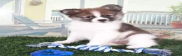 Pomeranian dogs for sale: Tubbs-Tough Little Pomeranian Puppy - Ad 3