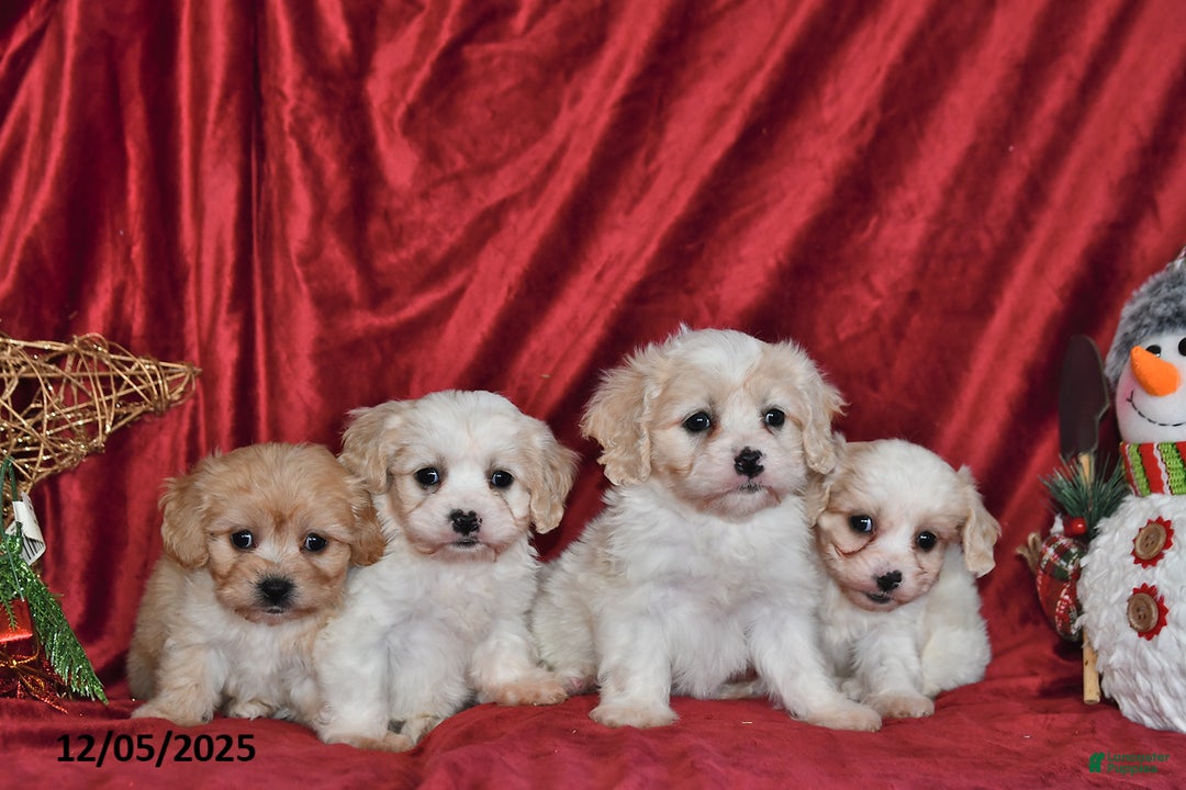 Cavachon dogs for sale: Fern Juliet - Ad 5