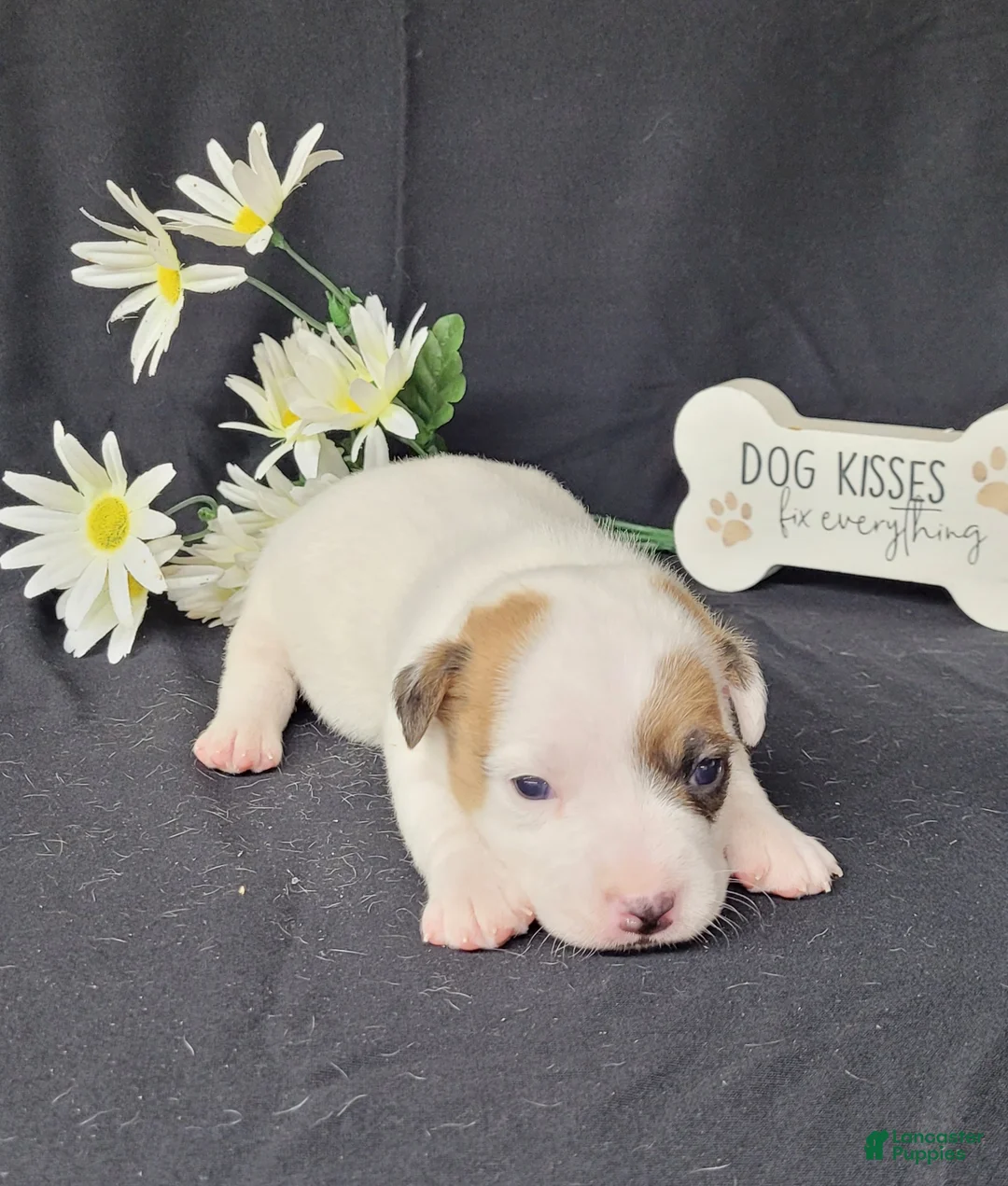 Jack Russell Terrier dogs for sale: NASH purebred CKC Registered  - Ad 1
