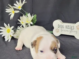 Jack Russell Terrier dogs NASH purebred CKC Registered - Ad 17