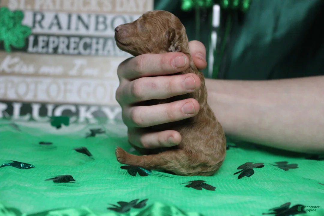 Miniature Poodle dogs for sale: Brittany  - Ad 2