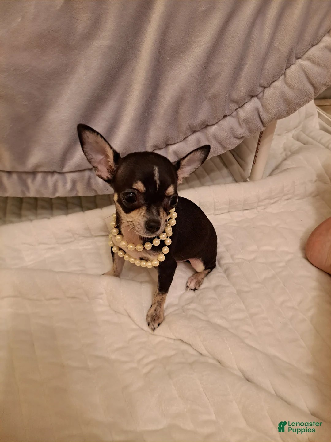 Chihuahua dogs for sale: Toy mini - Ad 7