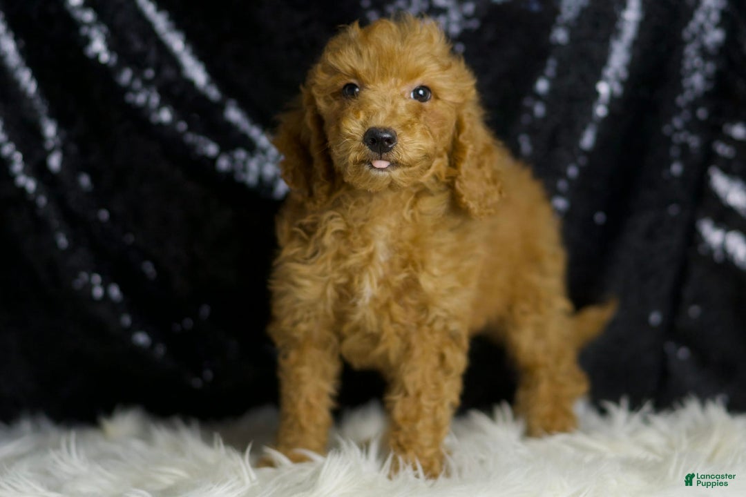 Mini Goldendoodle dogs for sale: Junebug - Ad 2
