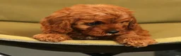 Cavapoo dogs for sale: Roxy - Ad 6