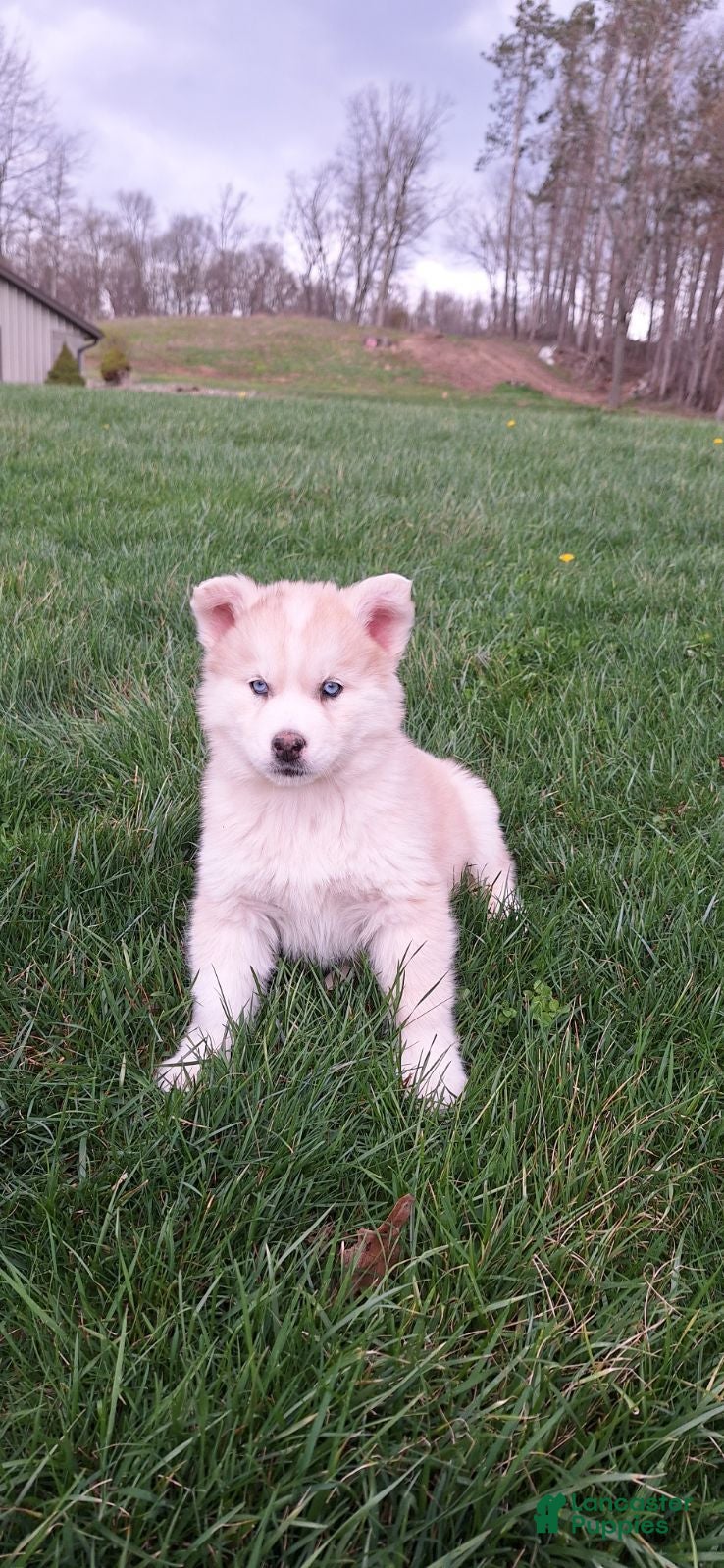 Gerberian Shepsky dogs Duke - Ad 2