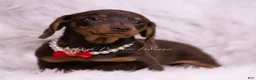 Miniature Dachshund dogs for sale: Pretzel - Ad 2