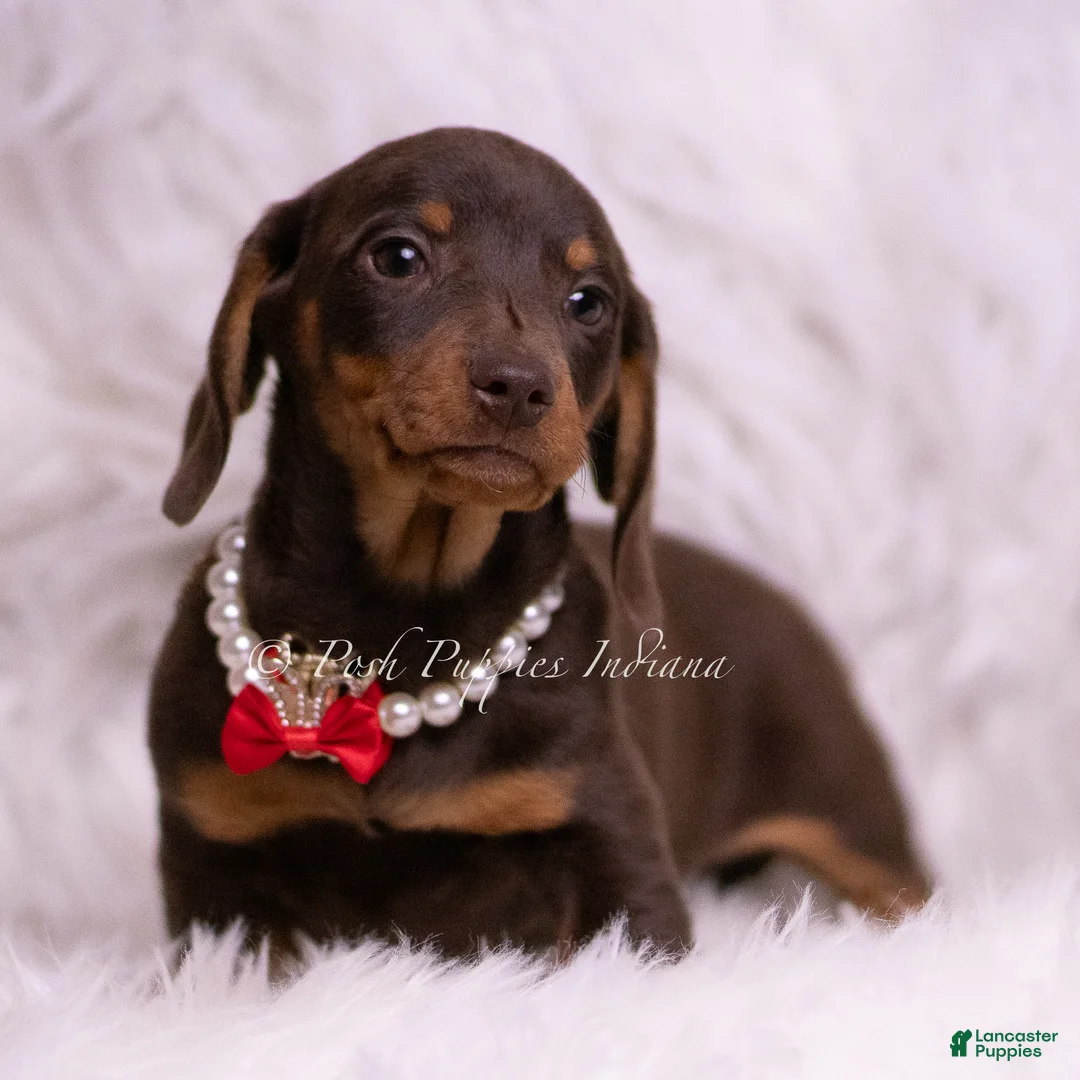 Miniature Dachshund dogs for sale: Pretzel - Ad 2