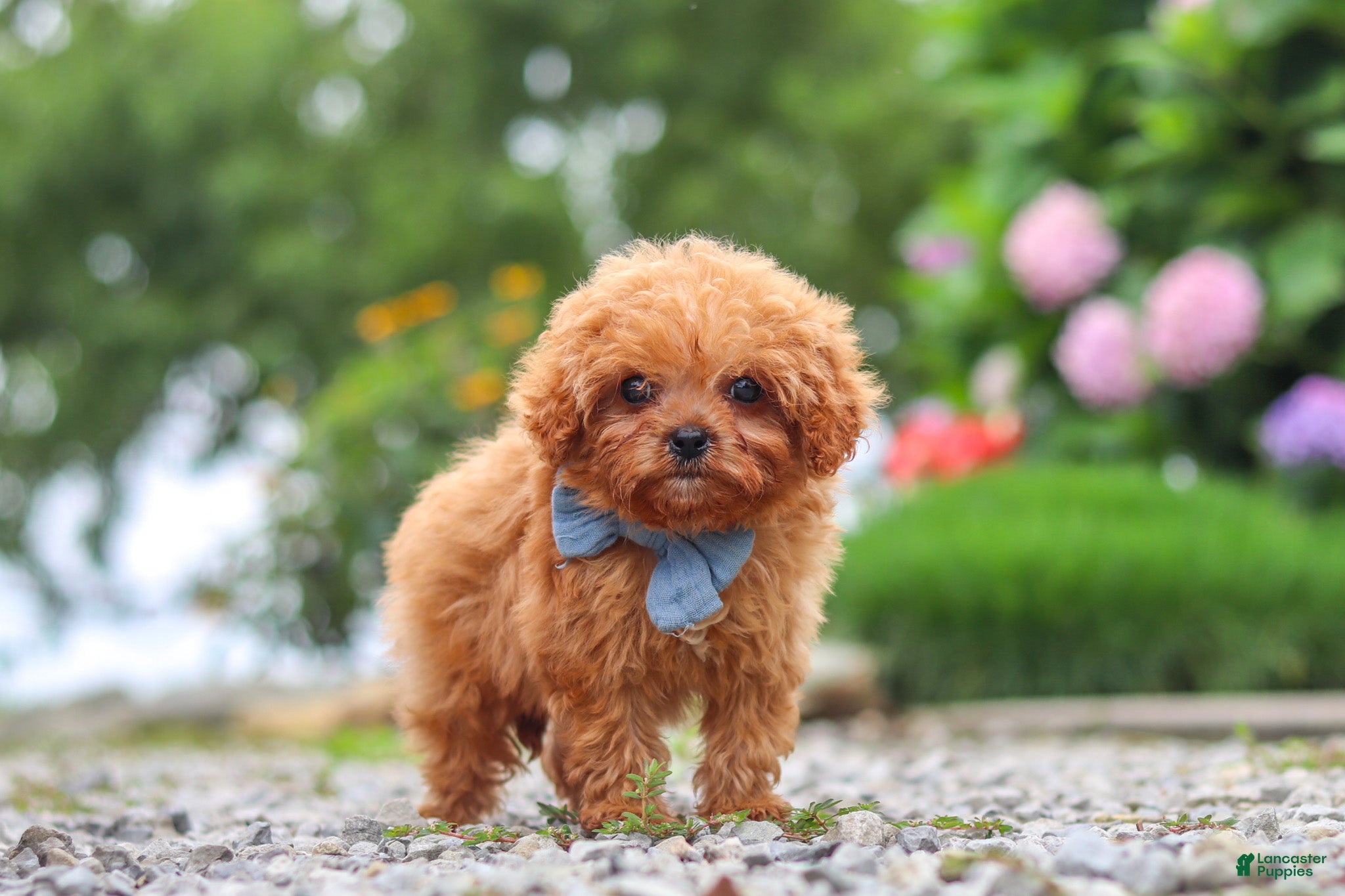 Cavapoo dogs Luca - Ad 2