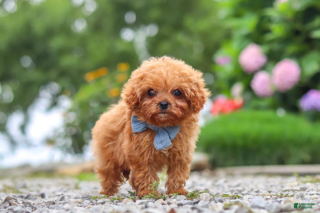 Cavapoo dogs for sale: Luca - Ad 2