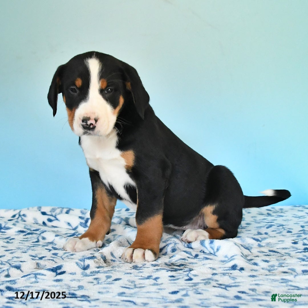 Mixed Breed dogs for sale: Brynn - Ad 2