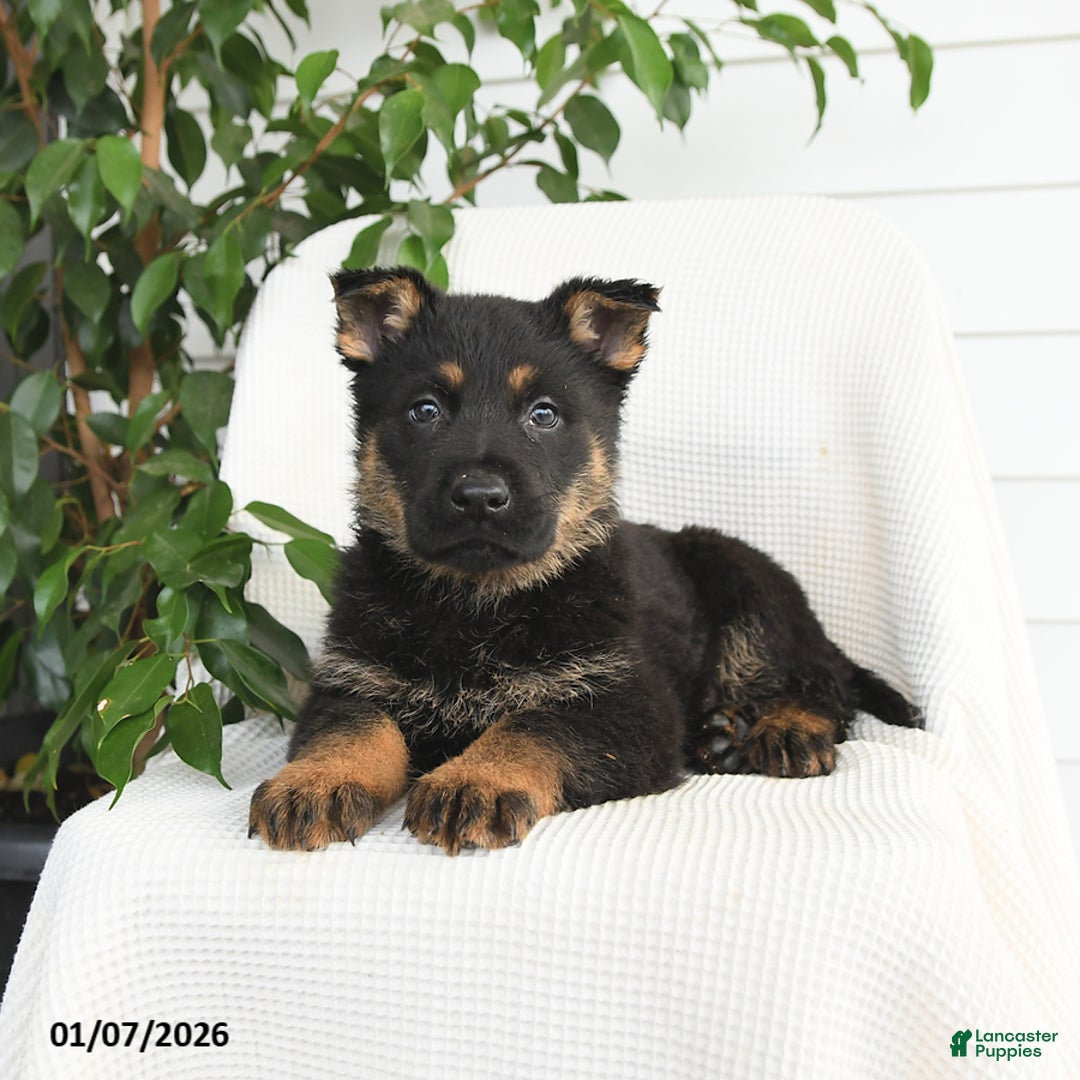 German Shepherd dogs for sale: Koda - Ad 3