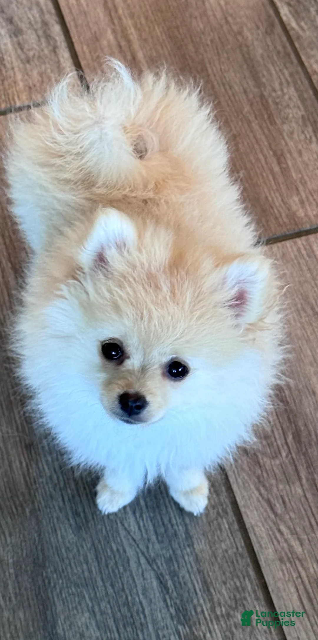 Pomeranian dogs for sale: Caramel - Ad 2