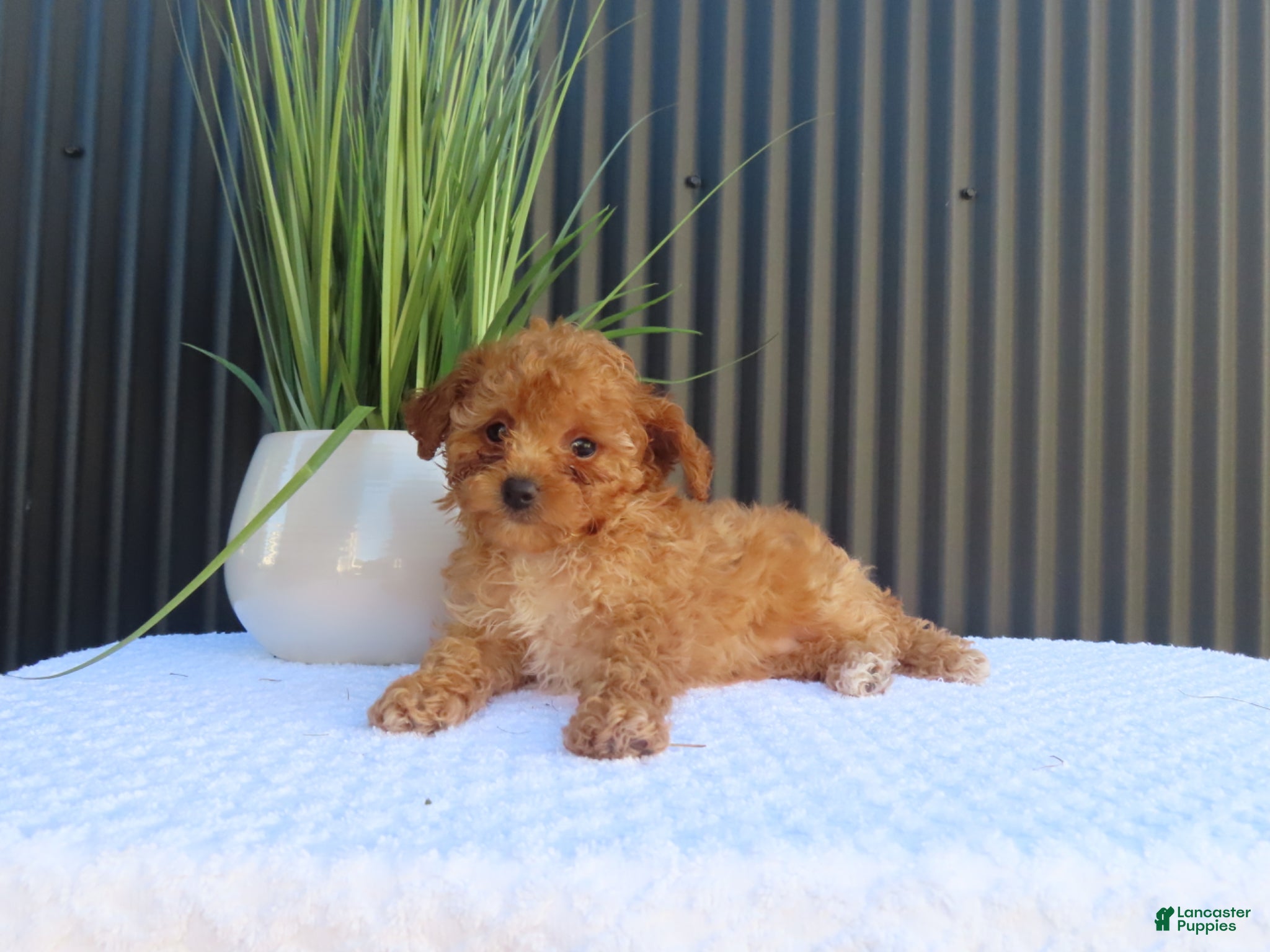 Bailey