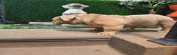 English Bulldog dogs for stud: OPEN FOR STUD - Ad 25