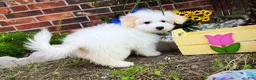 Maltese dogs for sale: Maltese litter of 3 puppies - Ad 3