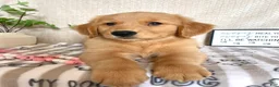 Golden Retriever dogs for sale: Gemma - Ad 2