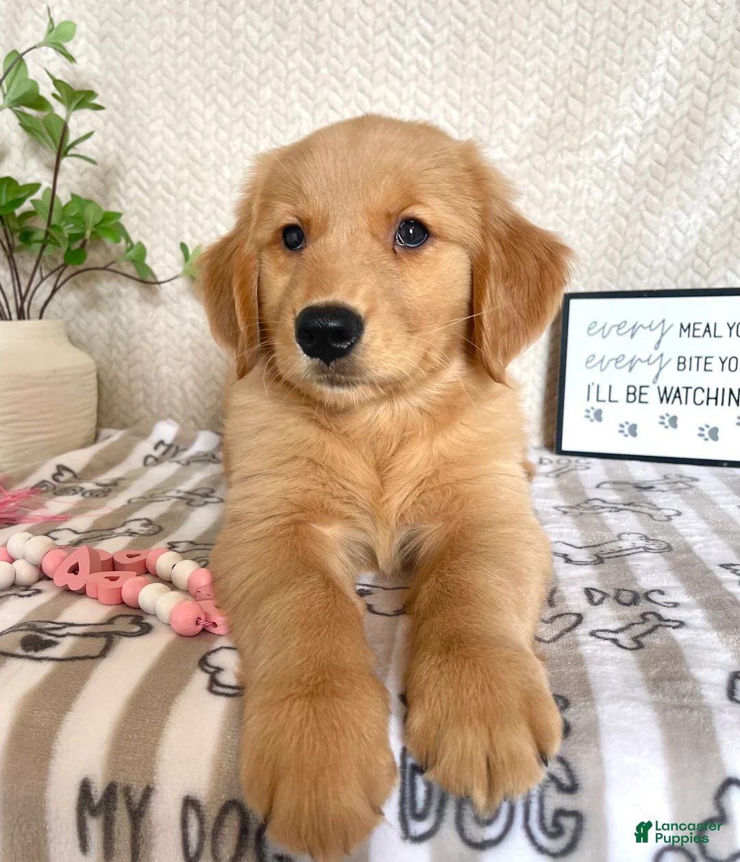 Golden Retriever dogs for sale: Gemma - Ad 2