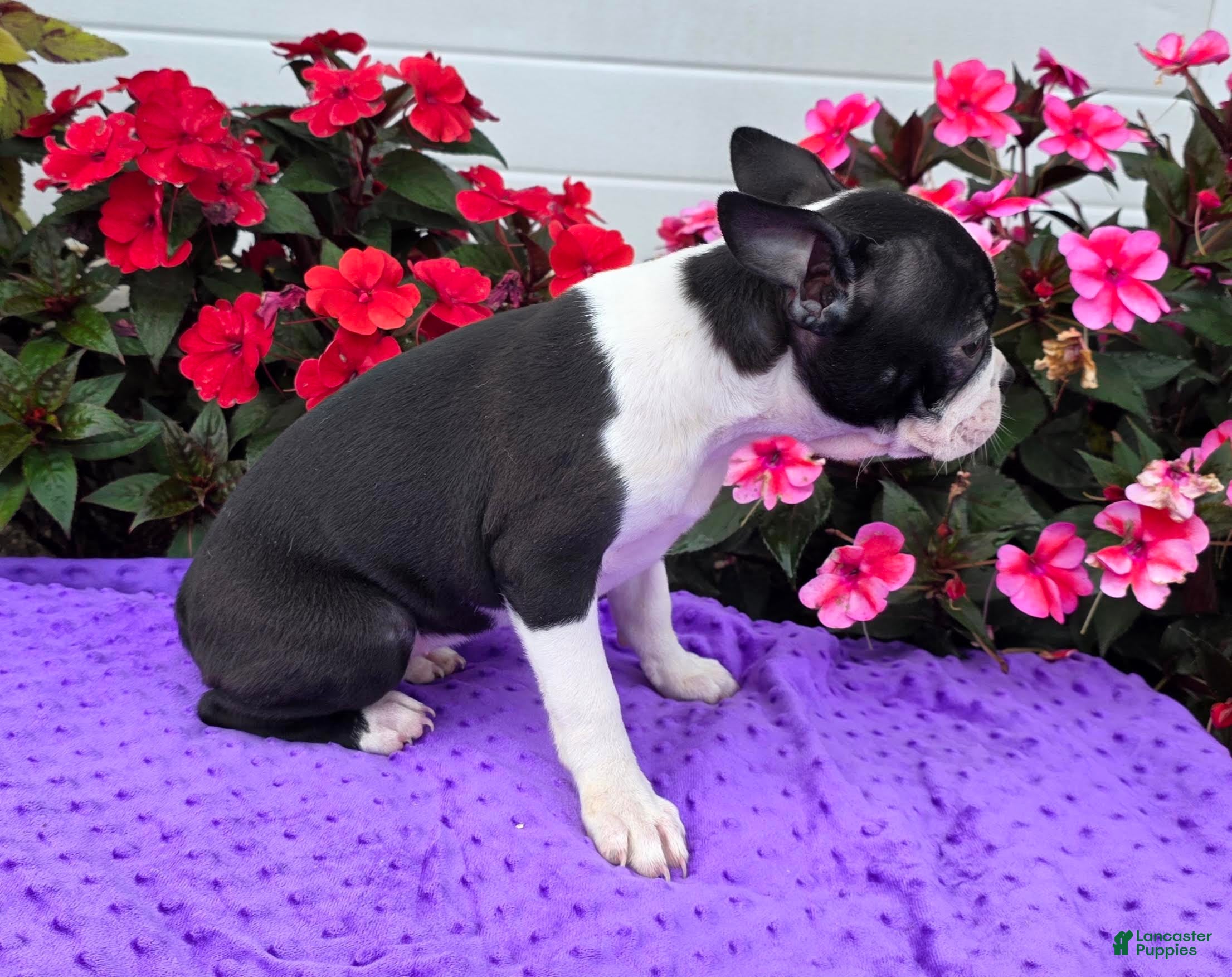 Boston Terrier dogs Jewel Boston Terrier  - Ad 2