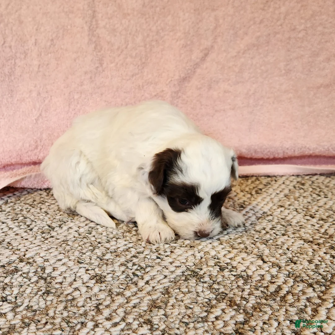 Portuguese Water Dog dogs for sale: Oakley - Ad 3