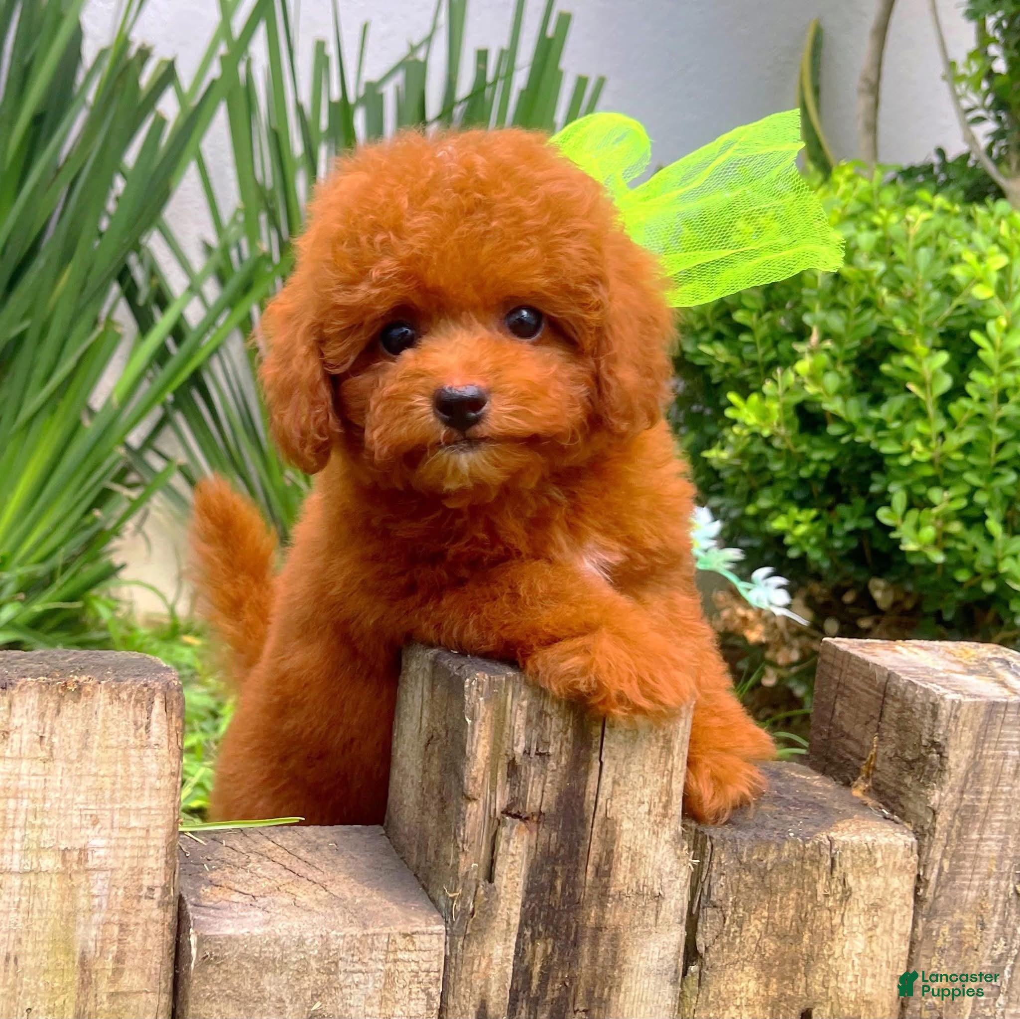 Toy Poodle dogs Romeo - Ad 23