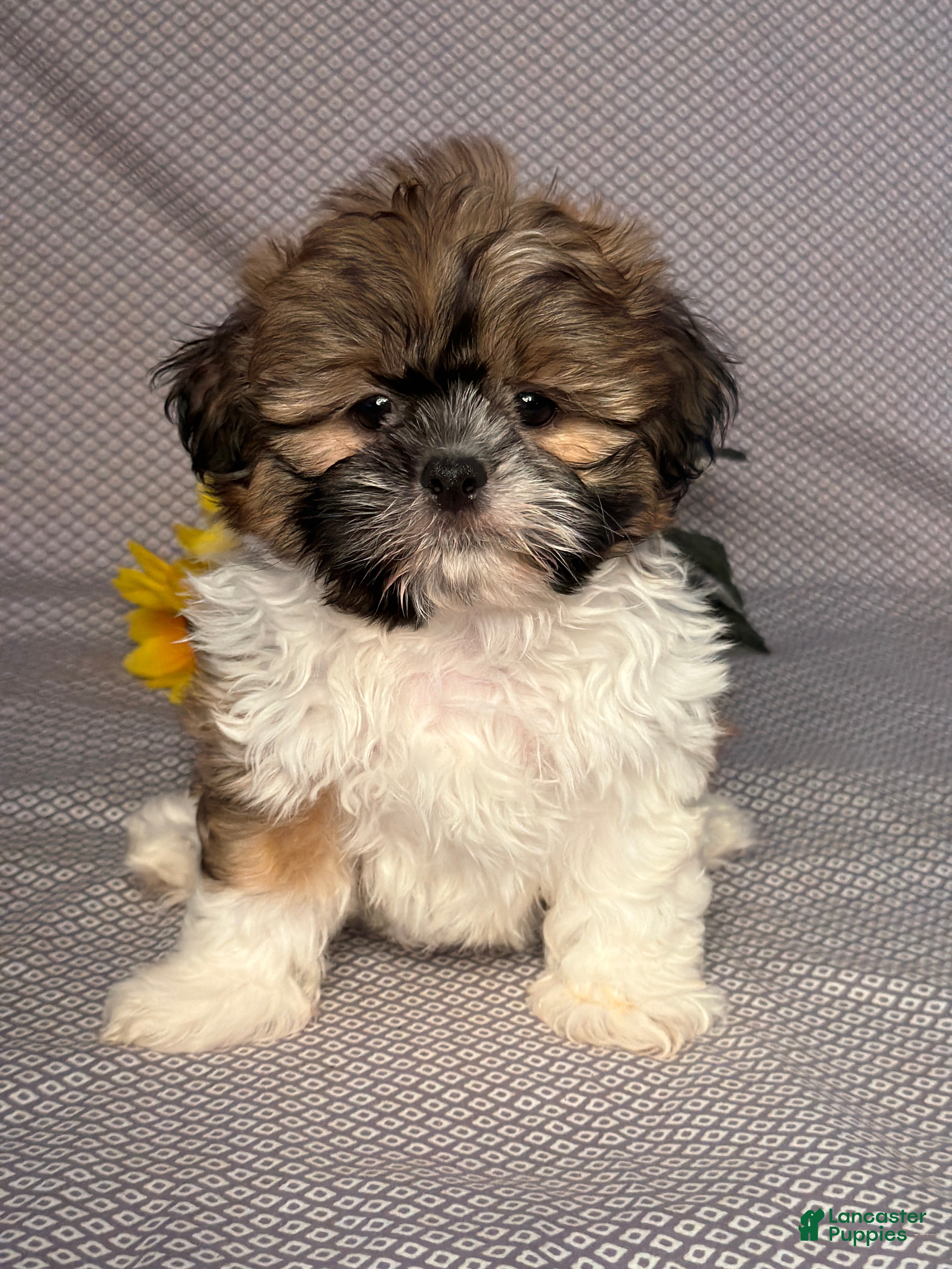 Shih Tzu dogs Brody - Ad 1