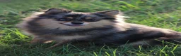 Pomeranian dogs for sale: Prince - Ad 4