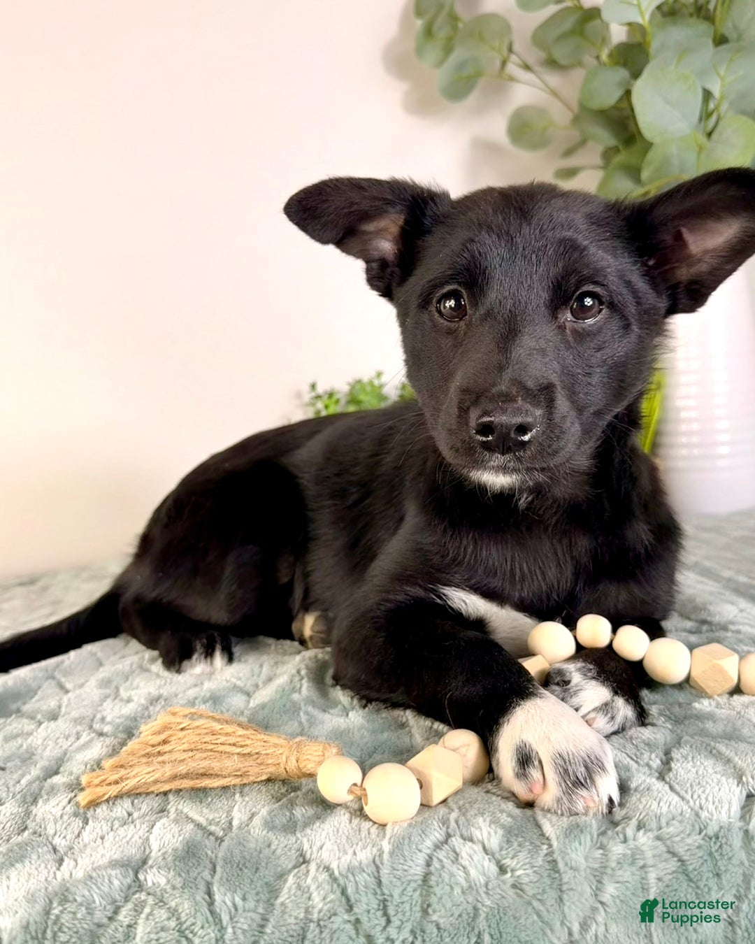 Mixed Breed dogs for sale: Gigi - Ad 2