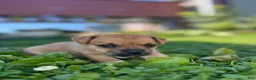 Jug dogs for sale: Lelé - Ad 3