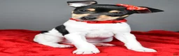 Toy Fox Terrier dogs for sale: Nicky - Ad 2