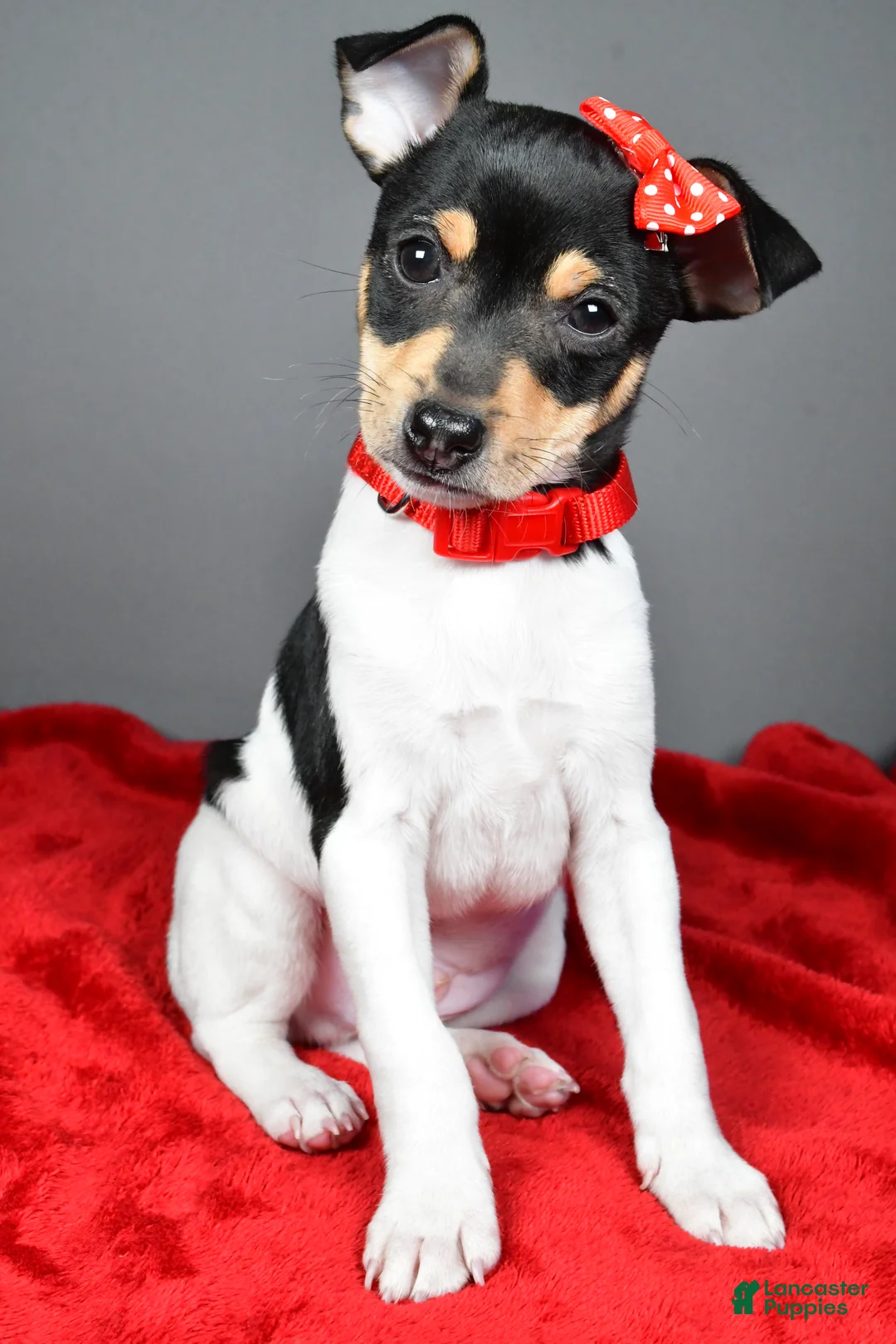 Toy Fox Terrier dogs for sale: Nicky - Ad 2