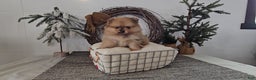 Pomeranian dogs for sale: Snickers - Ad 6