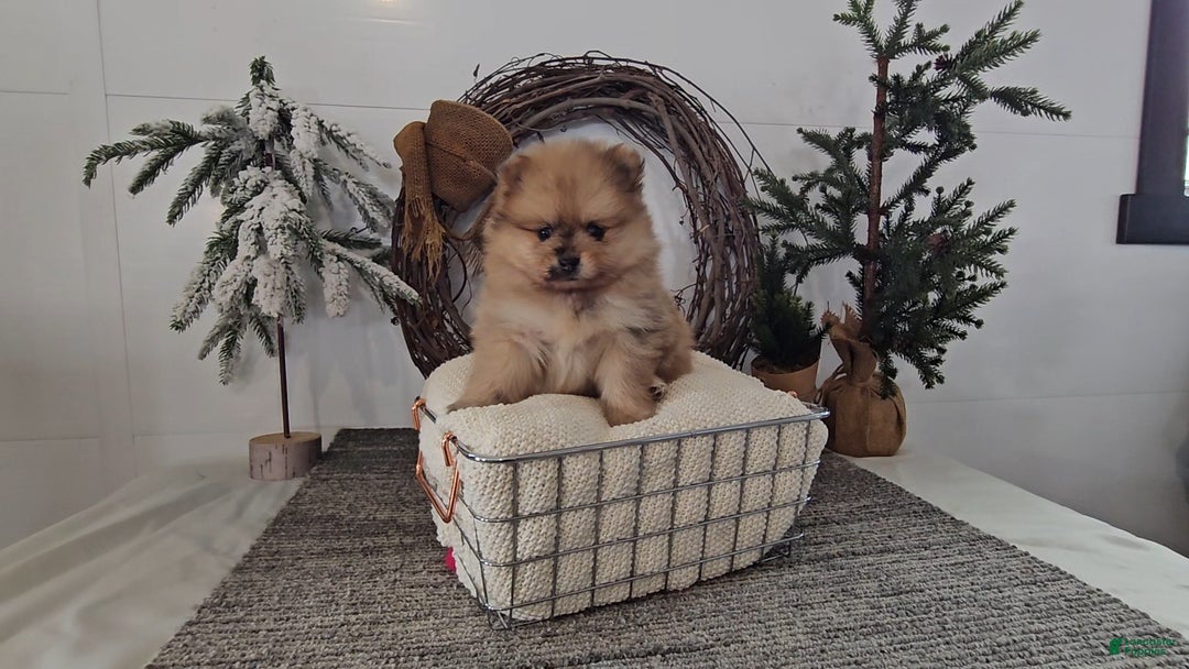 Pomeranian dogs for sale: Snickers - Ad 6