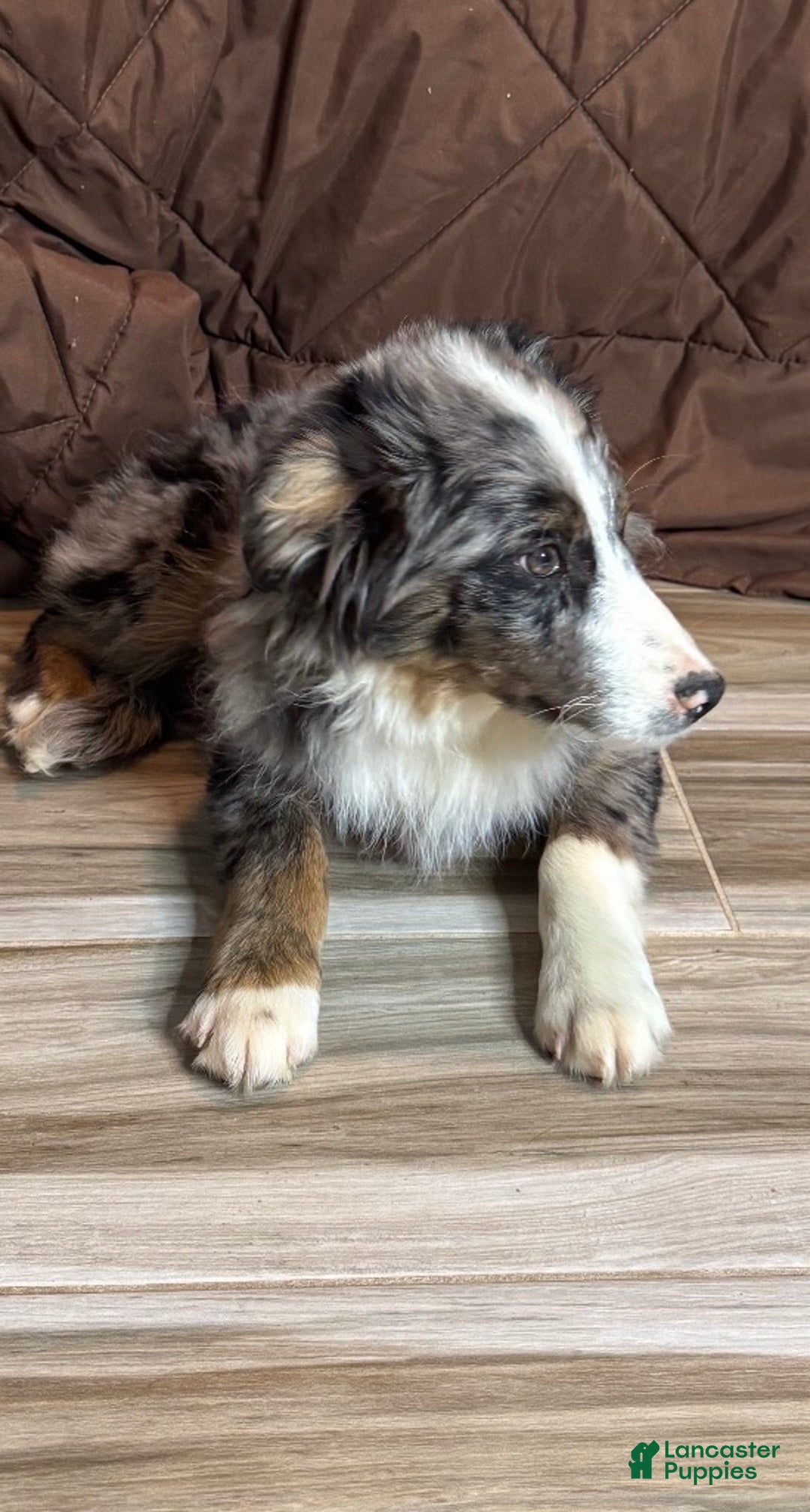 Anatolian Shepherd dogs for sale: Anatolian Shepherd Puppy 1 - Ad 2