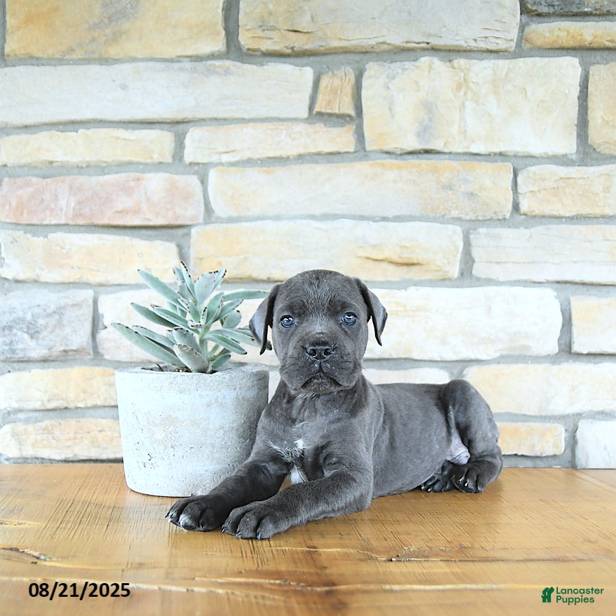 Cane Corso dogs Trigger - Ad 17