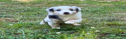 Miniature Australian Shepherd dogs for sale: Princess - Ad 3